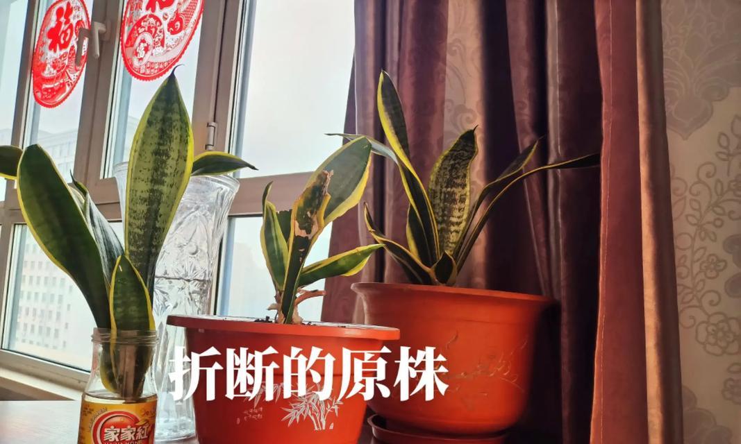 金边虎皮兰换盆全攻略（注意事项一网打尽，让你的虎皮兰健康茁壮）
