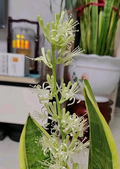 虎皮兰开花养护指南（养护技巧，打造虎皮兰开花美景）