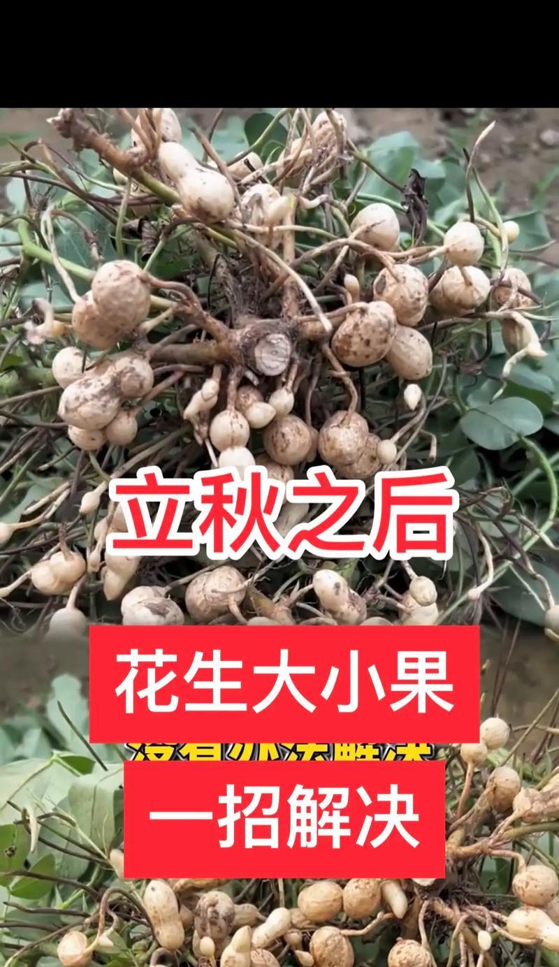 花生种植全攻略（时间、方法、收获一应俱全）