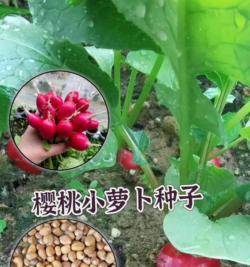 萝卜的生长周期（探寻萝卜的生长奥秘）