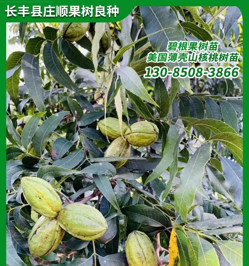 碧根果的生长与结果（了解碧根果树的生长过程及如何促进结果）