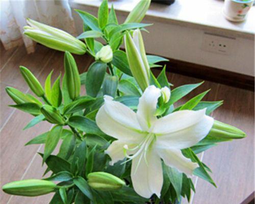百合花放卧室是否可行？（探讨百合花的负氧离子和香气对人体的影响）