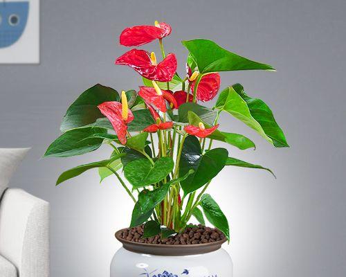 红掌的生长特点及分类（从草本到木本，探究红掌的多样性）
