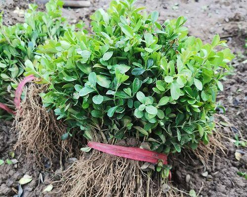 黄杨树北方种植指南（适宜种植区域、栽培技巧、注意事项）