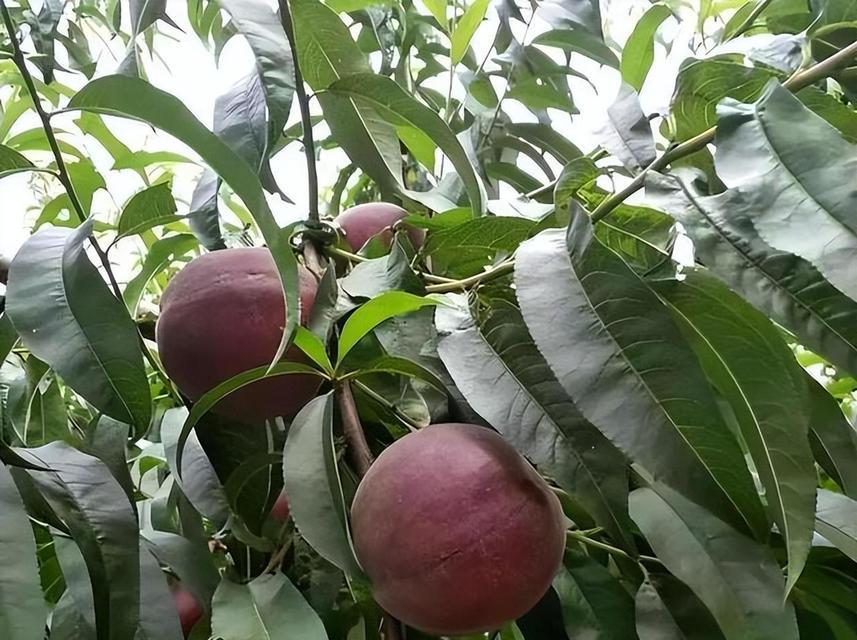 黑桃树的种植与结果实时间（种植多少年才能挂果？探讨黑桃树的结果实时间）