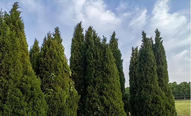 扁柏树的风水与禁忌（探讨扁柏树适合种植的场所和需要注意的事项）