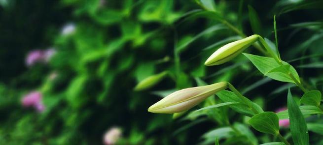 百合春天种植攻略（了解百合种植的最佳时间，打造优美花园）
