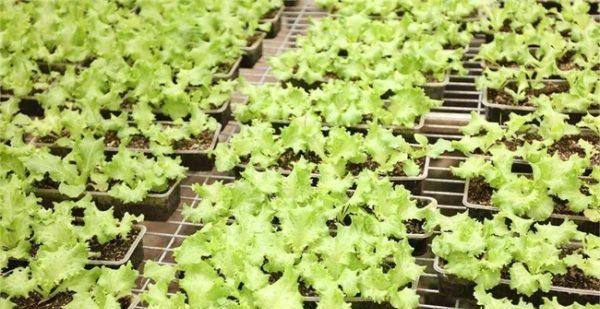 苦菊种子种植方法详解（从选种到收割，一步步教你如何栽培苦菊）