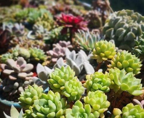 多肉夏天怎么度夏,多肉植物夏季养护攻略