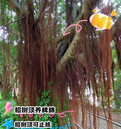 榕树如何快速长出气根？（探究榕树快速生长气根的关键因素）
