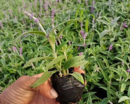 鼠尾草叶子发软原因及处理方法（了解鼠尾草叶子发软的可能原因，提供有效处理方法）