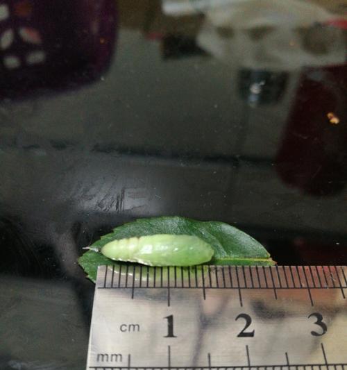 如何有效处理玫瑰花生肉虫问题（保护你的玫瑰花园免受肉虫侵害）