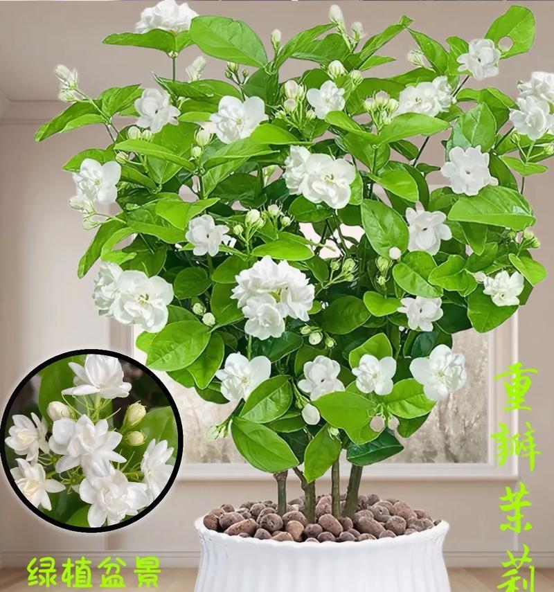 茉莉子的种植方法——打造花香四溢的家园（掌握茉莉子种植技巧，让花香充盈你的生活）