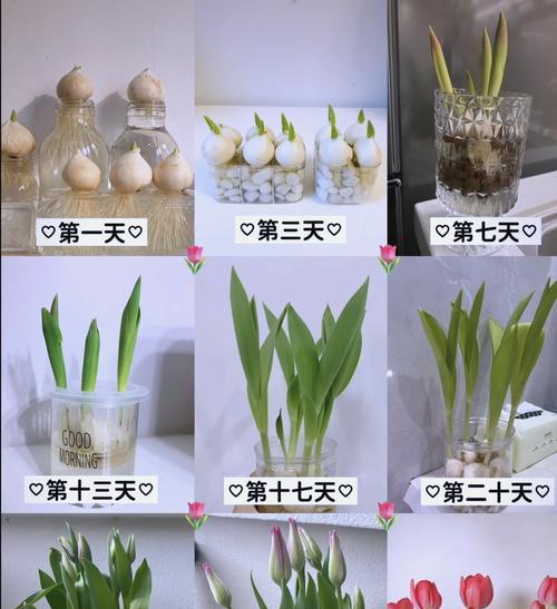 如何正确养护带球郁金香鲜切花（简单技巧让带球郁金香鲜切花保持长久的美丽）