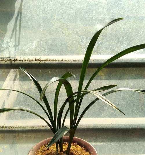 以观音素怎么养殖？（从种植到收获，打造绿色健康的生活方式）