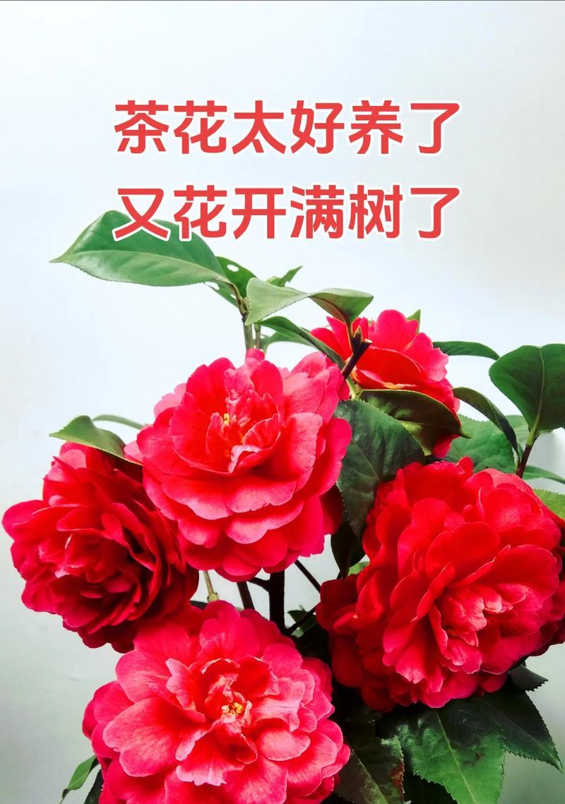 茶花种植指南（从种子到花朵，打造属于自己的茶花园）