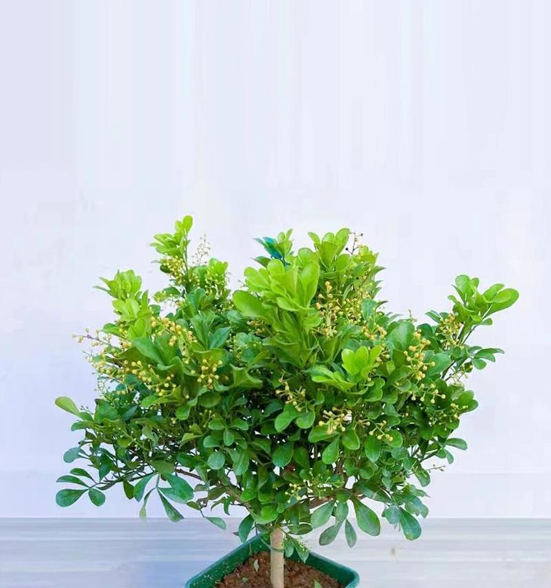 浇水技巧，让米兰花更茂盛（掌握浇水方法，避免米兰花萎蔫干枯）