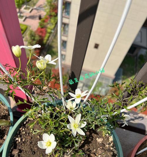 铁线莲冬季过冬的小贴士（寒冷季节中保护铁线莲的关键技巧）