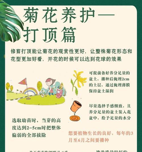 冬天怎么养殖菊花（冬季菊花养殖技巧及注意事项）
