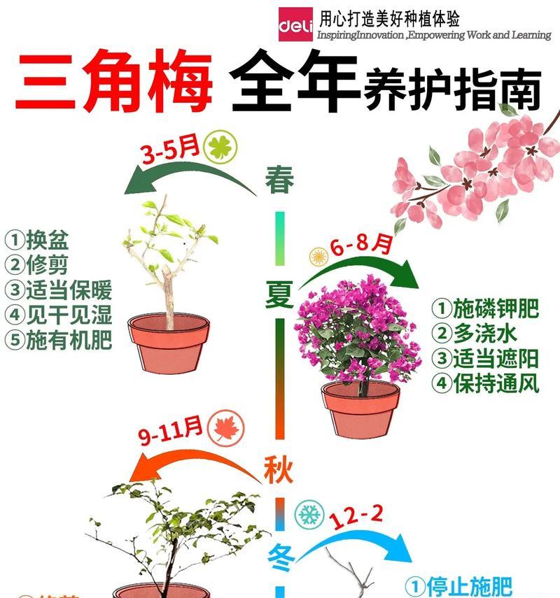 以美花角怎么养？（培养美花角所需的关键技巧）