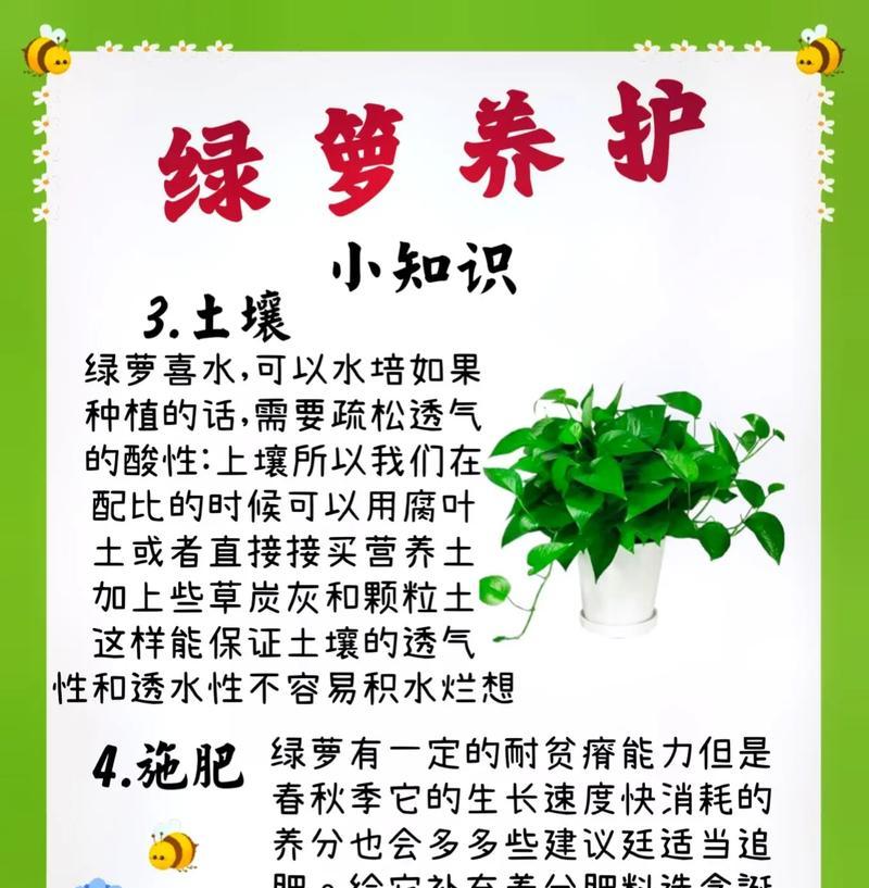 绿萝养护秘笈