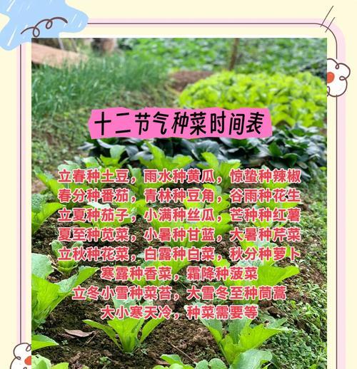 黄心菜种植技巧详解（掌握黄心菜最佳播种时间和方法，轻松种出健康美味的蔬菜）