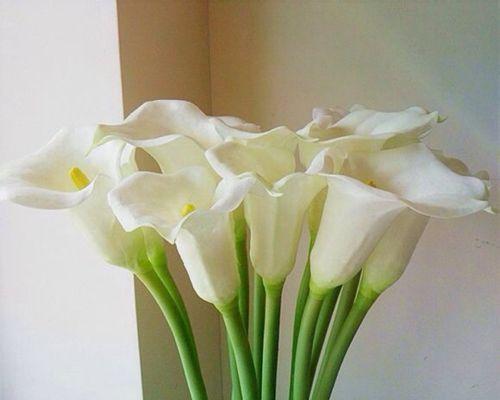 马蹄莲鲜花的养护技巧（打造美丽鲜花盛放的花坛）
