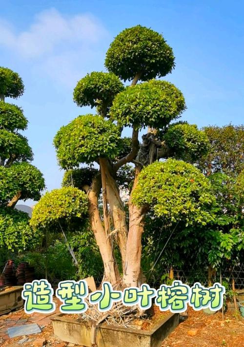 以榕树盆景嫁借的技巧与方法（探索榕树盆景的繁衍生息之道）
