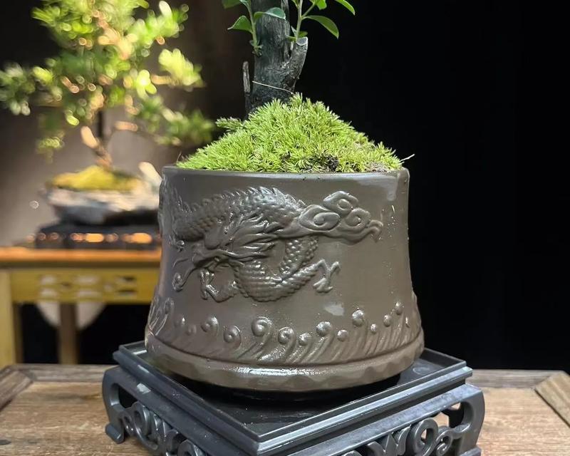家里不能以黑骨茶为主的原因（保健之路需谨慎选择，了解黑骨茶的危害）