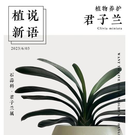 如何科学养护君子兰？（夏季养殖技巧一网打尽）