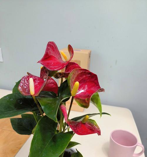 探秘红掌花的花期（从开花到凋零，了解红掌花的花期变化）