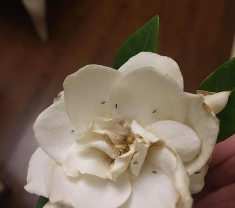 栀子花长虫了怎么办？-春天护花小技巧大揭秘（栀子花的害虫问题不再困扰-轻松保护花朵健康）