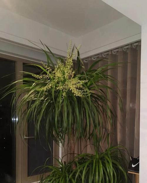 植物龙树的养护指南（学习如何正确照顾龙树，让它茁壮成长）