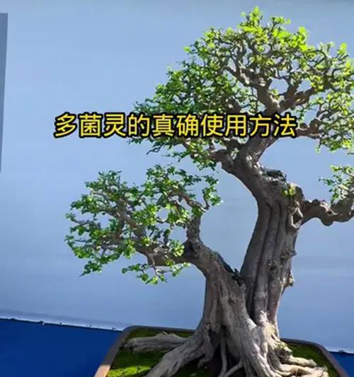 以多菌灵进行植物消毒的重要性（多菌灵消毒，保护植物健康）