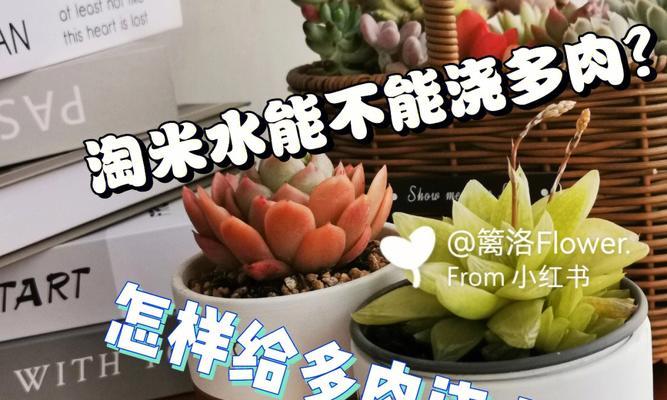 核桃树的浇水时间和注意事项（掌握浇水频率和量，让核桃树更健康成长）