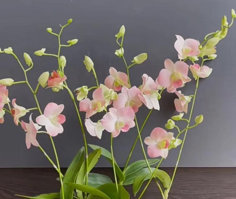 秋石斛养护指南（打造花园中的秋色盛宴）