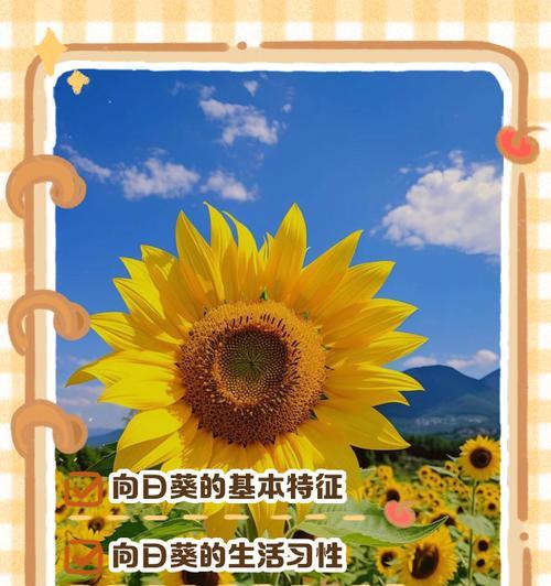 探索以太阳花的特征与魅力（揭秘以太阳花的形态、生态和文化内涵）