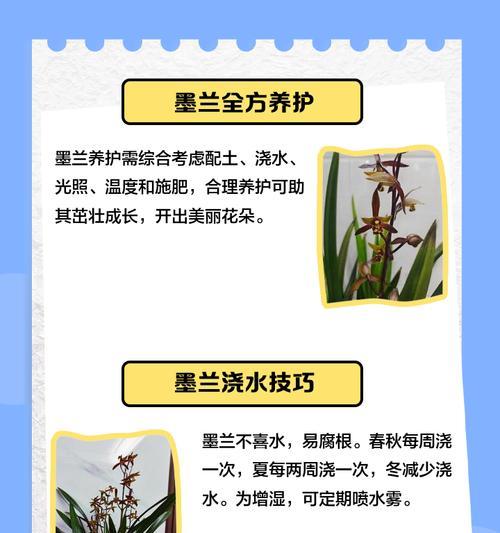 以墨兰怎么促开花（掌握关键技巧，让墨兰在你家绽放芬芳）