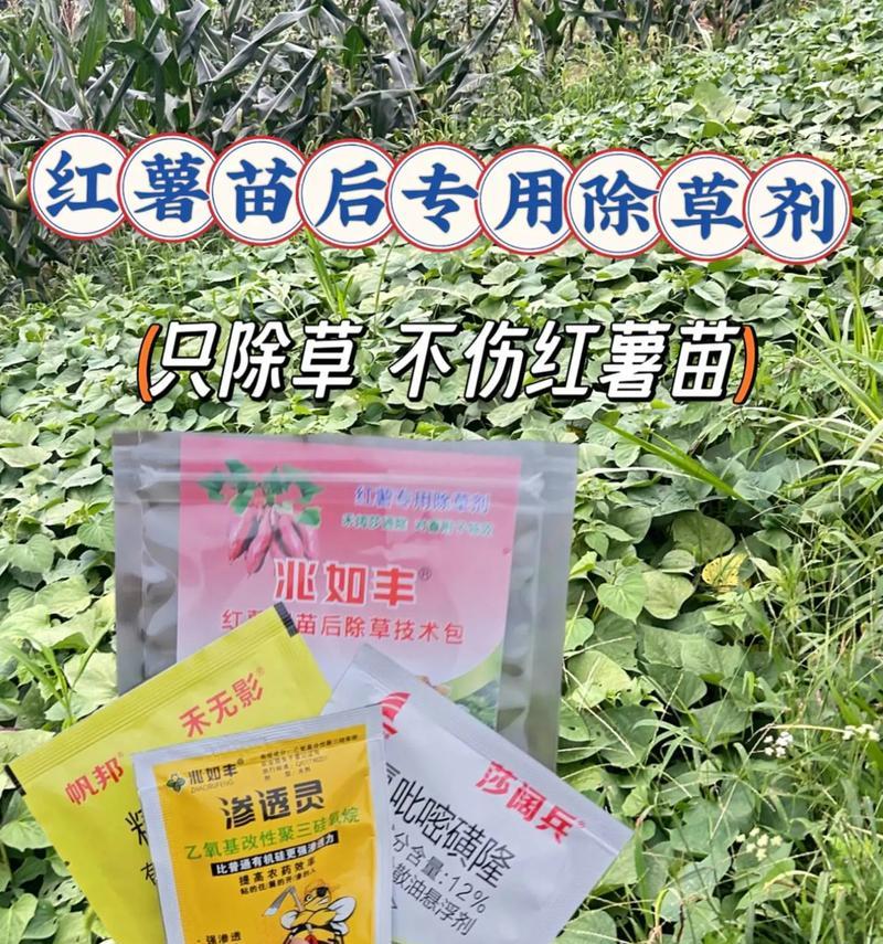 使用红薯地杀马齿苋草的方法与效果（红薯地杀马齿苋草的有效防治措施及注意事项）