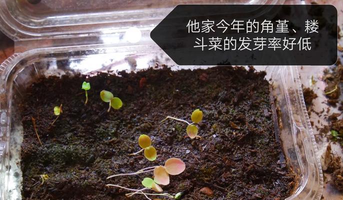 漏斗菜如何发芽？——揭秘发芽漏斗菜的秘诀（一起来探究漏斗菜发芽的关键步骤和技巧）