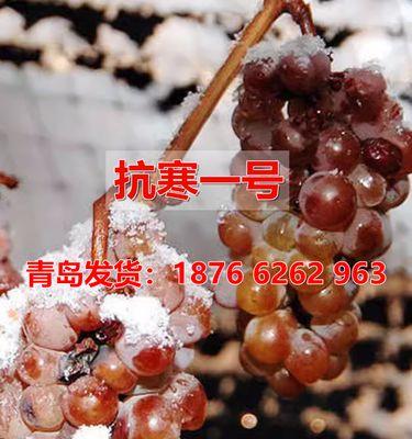 冬天室内葡萄的保鲜秘籍（如何防止冬季室内葡萄腐烂）