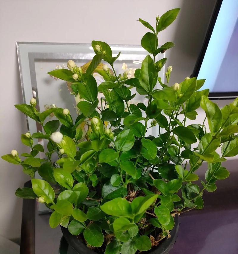 茉莉花枝条为什么会干枯？（探究茉莉花枝条干枯的原因和解决方法）
