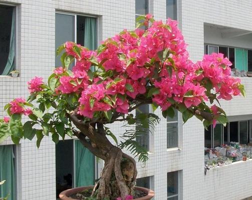 北方冬天三叶梅的养殖技巧（寒冬里绽放的美丽花朵，如何正确养殖？）