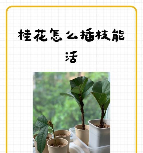 桂花快速生长的养护秘籍（掌握关键因素，让桂花欣欣向荣）
