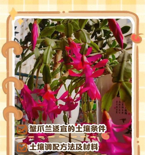 蟹爪兰种植指南（详解蟹爪兰的种植方法及养护技巧）