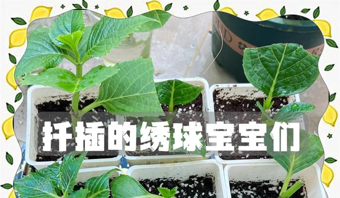 绣球花水插繁殖方法详解（轻松掌握绣球花水插繁殖的关键技巧）