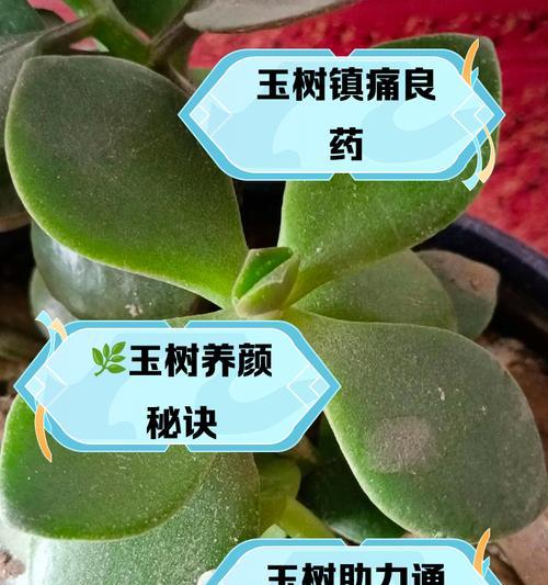 玉树的种植技巧与养护方法（打造迷人庭院的秘密武器——玉树的栽培知识与经验分享）