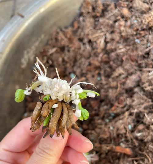 毛莨花开完花后的养护与处理方法（让毛莨花绽放更久的技巧和秘诀）