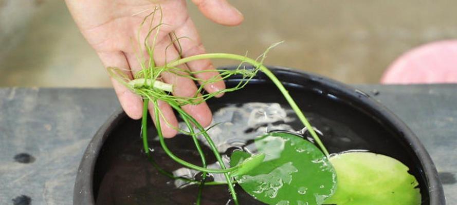 如何养大一叶莲叶子（掌握关键技巧，让莲叶茂盛生长）