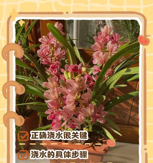 复合肥浇兰花的适用性分析（浇肥必要性、复合肥与兰花的关系、合理施肥技巧）